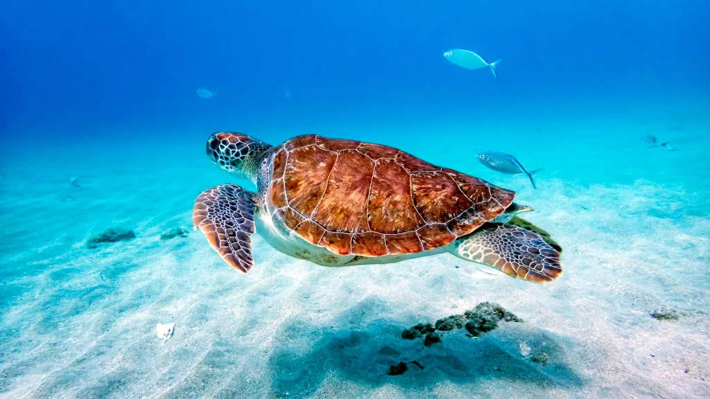 Hotel Steigenberger Ras Soma - Soma Bay